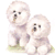 Bichon Frise Duo