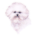 Bichon Frise Head Study (1)