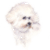 Bichon Frise Head Study (2)