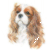 CKC Spaniel