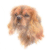 CKC Spaniel Ruby