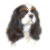 Cavalier King Charles Tri
