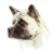 Akita