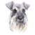 Miniature Schnauzer