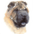 Shar Pei