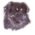 Tibetan Spaniel