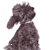 Miniature Poodle