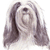 Tibetan Terrier