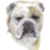 Bulldog