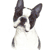 Boston Terrier