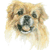 Tibetan Spaniel No2