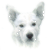 Canaan Dog
