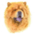 Chow Chow