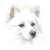 German Spitz (Mittel)