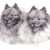Keeshond