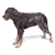 Beauceron
