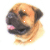 Bullmastiff