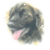 Leonberger