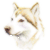Siberian Husky